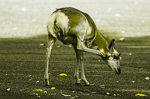 Itchy Pronghorn Scratches Neck Among Autumn Leaves (Yellow Tone Photo)