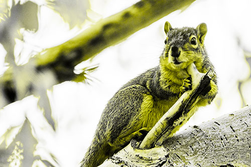 Itchy Squirrel Gets Tree Branch Massage (Yellow Tone Photo)