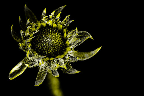 Jagged Tattered Rayless Sunflower (Yellow Tone Photo)