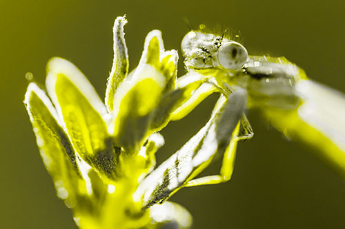 Joyful Damselfly Enjoys Sunshine Atop Plant (Yellow Tone)
