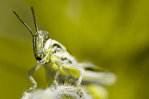 Joyful Grasshopper Standing Among Fuzzy Plant Top (Yellow Tone)