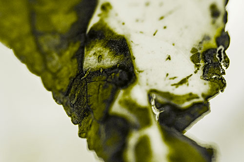 Joyful Rotting Leaf Face Enjoying Autumn (Yellow Tone)