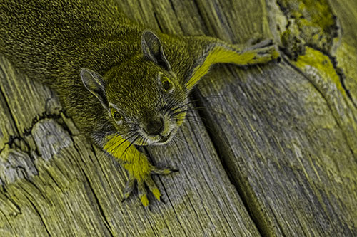 Joyful Squirrel Looking Upwards Among Wooden Pole (Yellow Tone)
