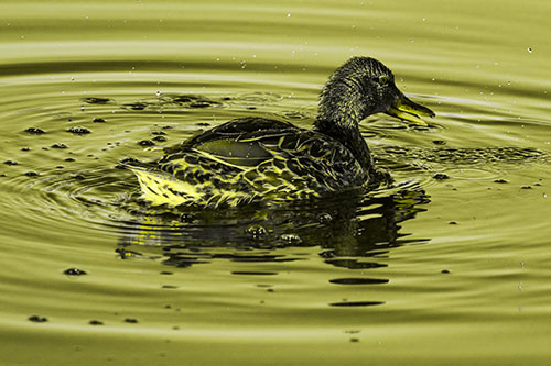 Joyful Water Splashing Mallard Duck Enjoying Calm Lake (Yellow Tone)
