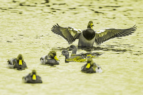 Jump Scaring Wing Flapping Mallard Duck Quacking Atop Lake (Yellow Tone)