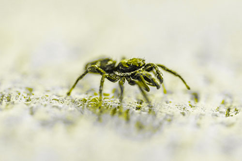 Jumping Spider Crawling Along Flat Terrain (Yellow Tone Photo)