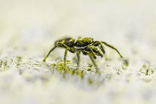 Jumping Spider Crawling Along Flat Terrain (Yellow Tone)