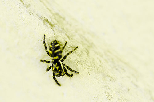 Jumping Spider Crawling Down Wood Surface (Yellow Tone Photo)