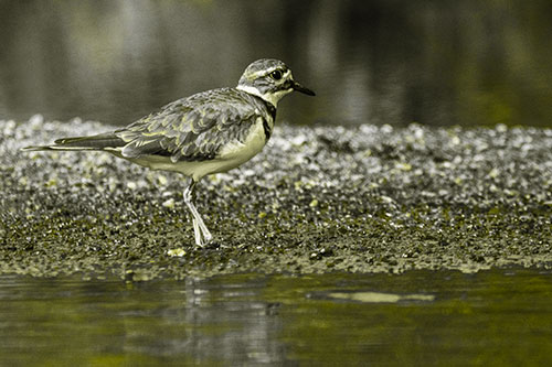 Killdeer Wanders Along Rocky River Shoreline (Yellow Tone)