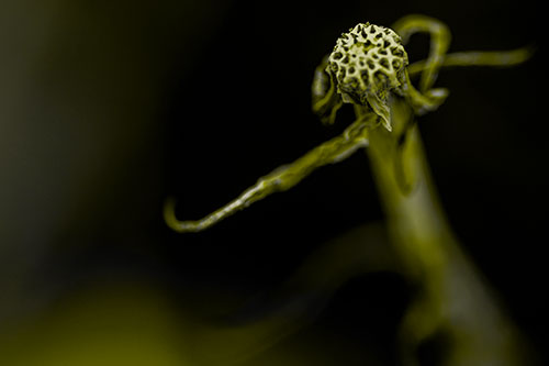 Kung Fu Gumplant Figure Punching Among Wind (Yellow Tone)