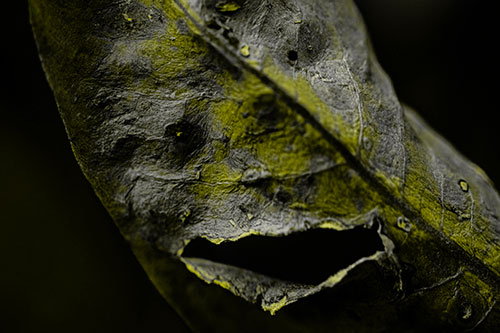 Lacerated Mouth Leaf Face Smirking Among Decay (Yellow Tone)