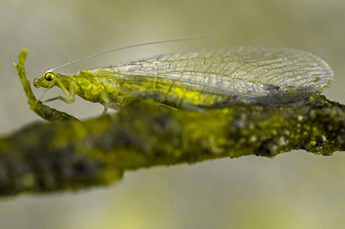 Lacewing Grabs Ahold Twig Branch (Yellow Tone)