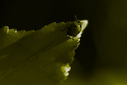 Ladybug Crawling To Top Of Leaf (Yellow Tone Photo)
