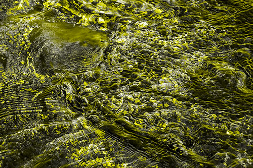 Large Algae Rock Creating River Water Ripples (Yellow Tone Photo)