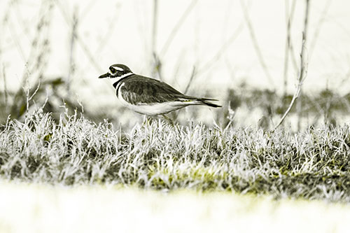Large Eyed Killdeer Bird Running Along Grass (Yellow Tone Photo)