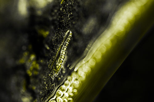 Larva Slithering Along Wet Shore Rock (Yellow Tone Photo)