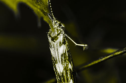 Leaf Blotch Miner Moth Grasping Petal (Yellow Tone Photo)