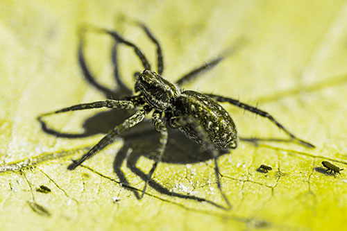 Leaf Perched Wolf Spider Stands Among Water Springtail Poduras (Yellow Tone Photo)