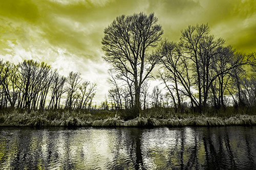 Leafless Trees Cast Reflections Along River Water (Yellow Tone Photo)