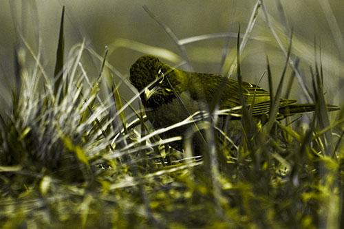 Leaning American Robin Spots Intruder Among Grass (Yellow Tone Photo)