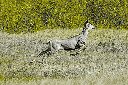 Leaping Mule Deer Running Across Grassland (Yellow Tone)