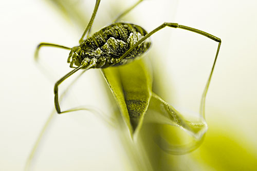 Leg Dangling Harvestmen Spider Sits Atop Leaf Petal (Yellow Tone Photo)