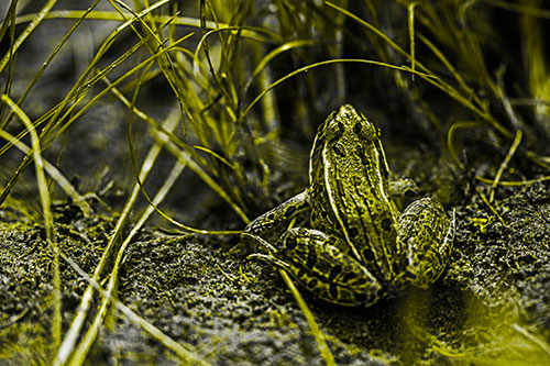 Leopard Frog Sitting Among Twisting Grass (Yellow Tone Photo)