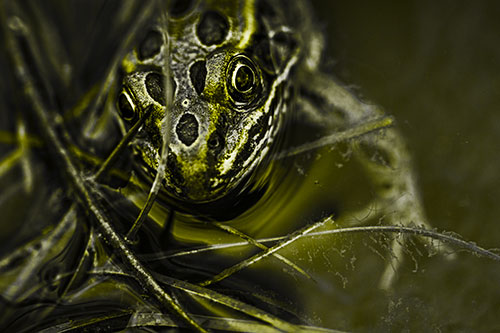 Leopard Frog Stares Among Shoreline Water (Yellow Tone Photo)