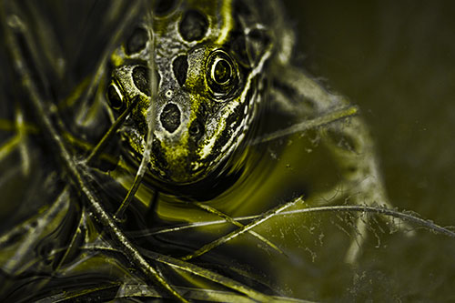 Leopard Frog Stares Among Shoreline Water (Yellow Tone)