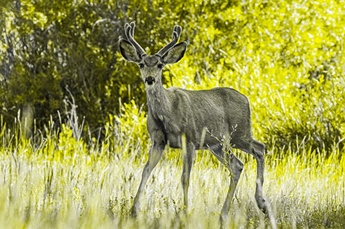 Lone Mule Deer Roaming Among Grass (Yellow Tone)