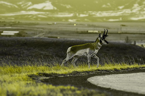 Lone Pronghorn Wanders Up Grassy Hillside (Yellow Tone Photo)