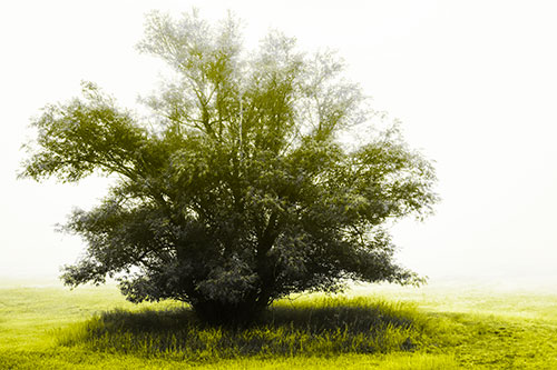 Lone Tree Standing Among Fog (Yellow Tone Photo)