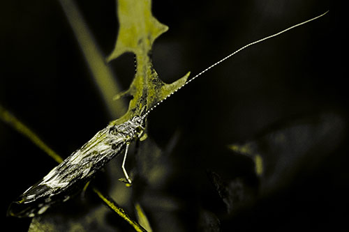 Long Antenna Leaf Blotch Miner Moth Sitting Atop Plant (Yellow Tone Photo)