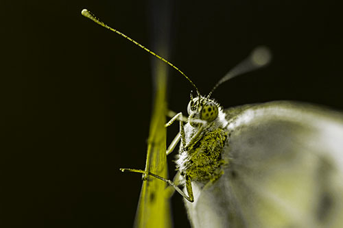 Long Antenna Wood White Butterfly Grasping Grass Blade (Yellow Tone Photo)