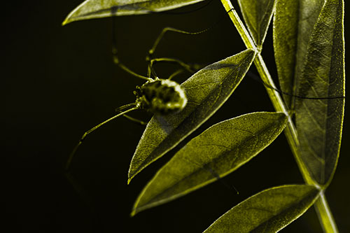 Long Legged Harvestmen Spider Clinging Onto Leaf Petal (Yellow Tone Photo)