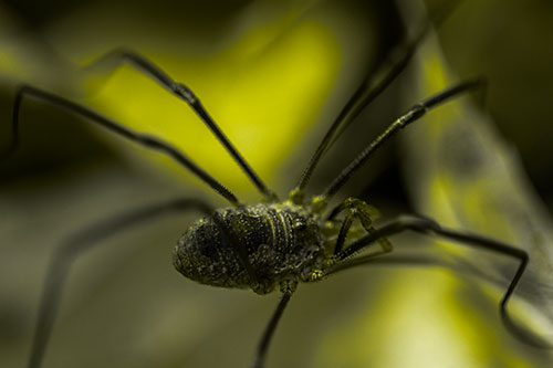 Long Legged Harvestmen Spider Crawling Over Leaf (Yellow Tone Photo)