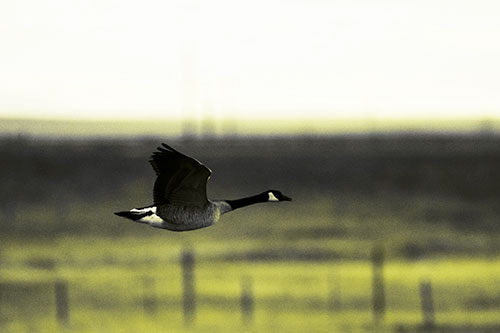 Low Flying Canadian Goose (Yellow Tone Photo)