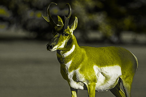 Male Pronghorn Keeping Watch Over Herd (Yellow Tone)
