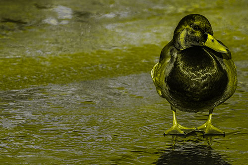 Mallard Duck Enjoying Sunshine Among Icy River Water (Yellow Tone Photo)