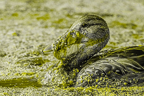 Mallard Duck Entangled In Algae (Yellow Tone)