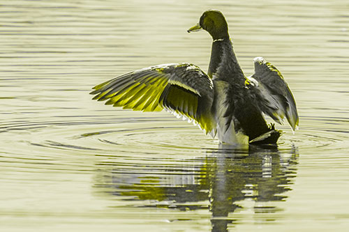 Mallard Duck Flaps Illuminated Wings Among Lake (Yellow Tone)