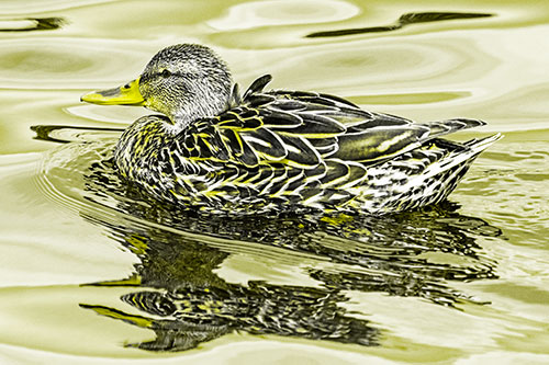 Mallard Duck Floats Among Swirling Water (Yellow Tone)