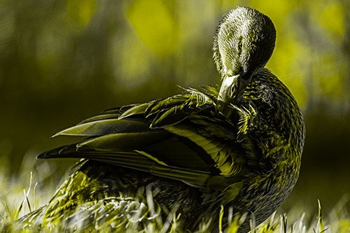Mallard Duck Grooming Feathered Back (Yellow Tone Photo)