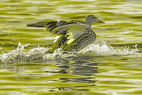 Mallard Duck Makes Splash Landing Atop Lake (Yellow Tone)