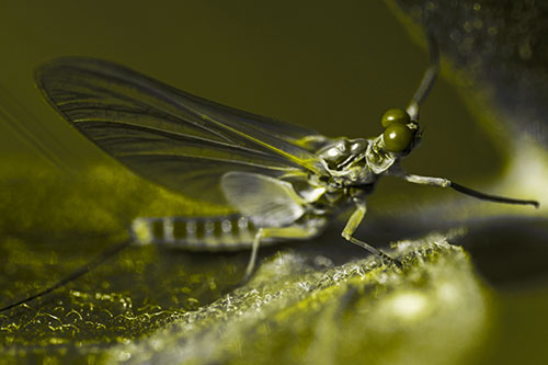 Mayfly Reaches Towards Plant Stem (Yellow Tone)