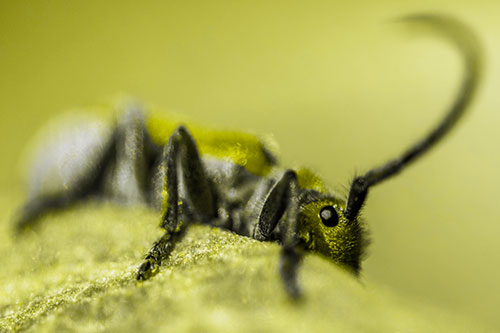 Milkweed Beetle Hiding Behind Leaf Petal (Yellow Tone)