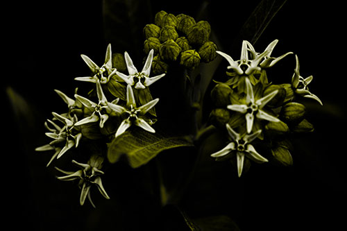 Milkweed Flower Buds Blossoming (Yellow Tone Photo)