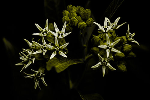Milkweed Flower Buds Blossoming (Yellow Tone)