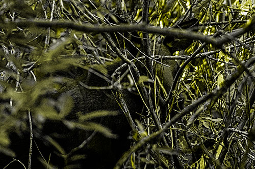 Moose Hidden Behind Tree Branches (Yellow Tone Photo)