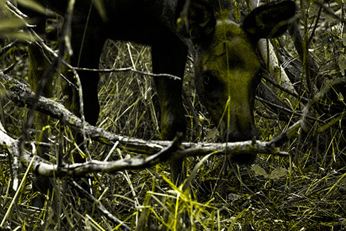 Moose Scouring Through Plants On Ground (Yellow Tone Photo)